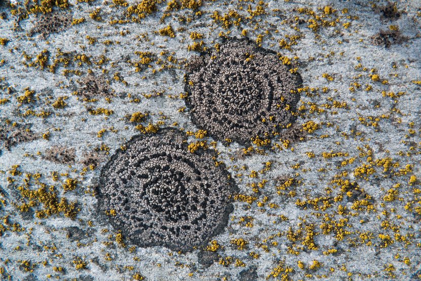 Rhizocarpon obscuratum-10